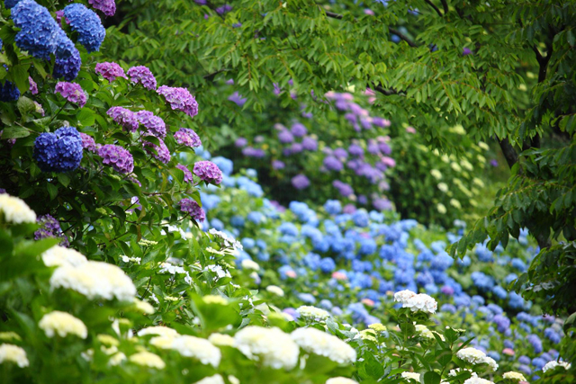 約5,000株10万本のあじさい「白糸あじさい祭り」切り花プレゼントも！