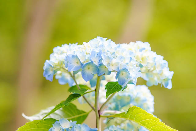 今日、6月21日 土曜日は「夏至」1年で最も昼の時間が長い日 - 本格的な夏へ