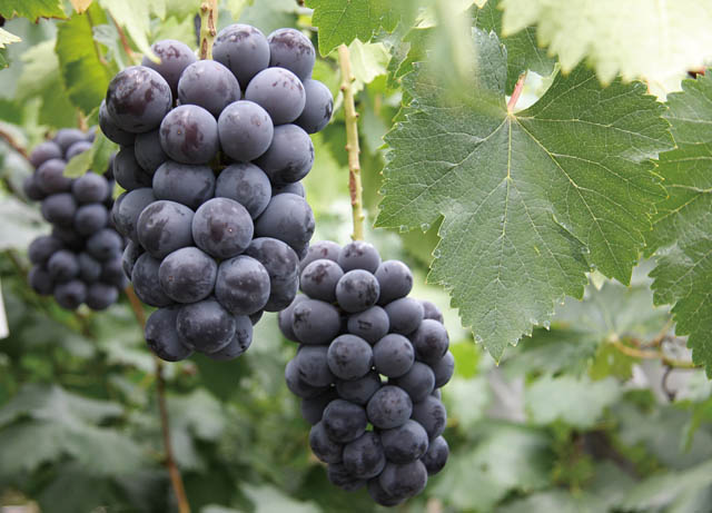 皮がパリッとはじけてジュワ～ッと滴る濃厚な果汁 - 如水庵の「ぶどう大福」販売開始へ