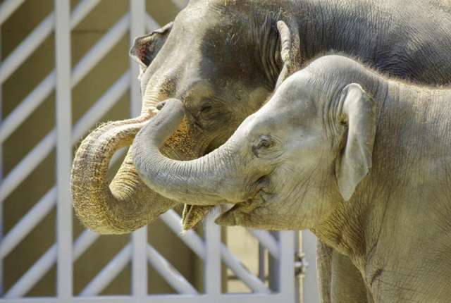 アジアゾウ来園1周年記念「福岡市動物園」7月30日は無料開園！