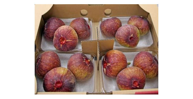 ピエトロレストラン2店舗限定 - うきは産の希少いちじくを使った贅沢スイーツが新登場