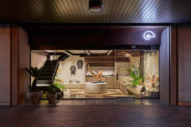 オープン1周年記念「ナイトミュージアム 2025 by 買える化石博物館」初開催 - 貴重な化石を先行公開