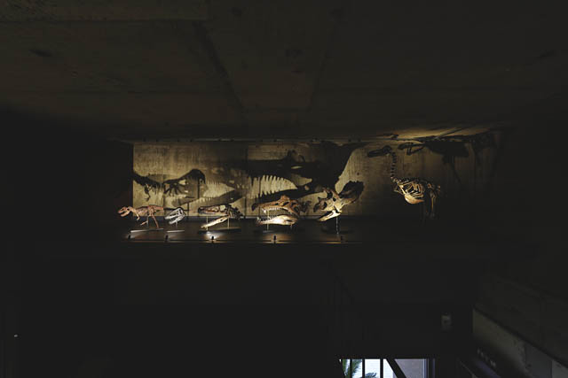 オープン1周年記念「ナイトミュージアム 2025 by 買える化石博物館」初開催 - 貴重な化石を先行公開