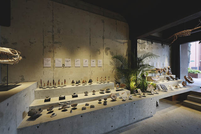 オープン1周年記念「ナイトミュージアム 2025 by 買える化石博物館」初開催 - 貴重な化石を先行公開