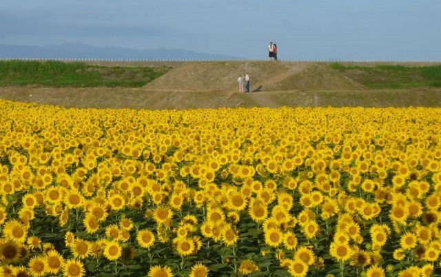 約5haの広大な敷地に約50万本のひまわり「柳川ひまわり園」9月開園！