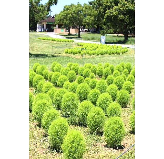 国営海の中道海浜公園「グリーンコキア」見頃に