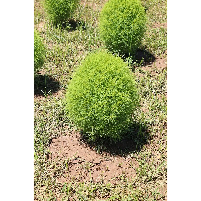 国営海の中道海浜公園「グリーンコキア」見頃に