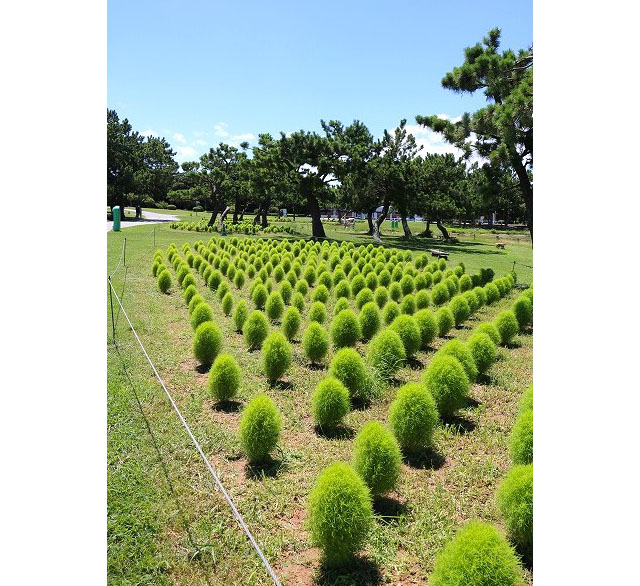 国営海の中道海浜公園「グリーンコキア」見頃に