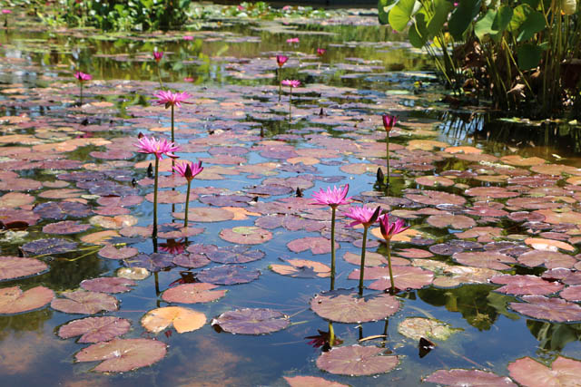 国営海の中道海浜公園 - 残暑を彩る「熱帯性スイレン」見頃