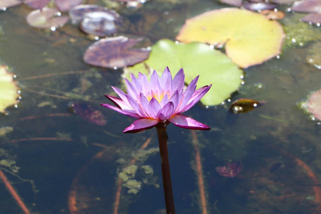 国営海の中道海浜公園 - 残暑を彩る「熱帯性スイレン」見頃
