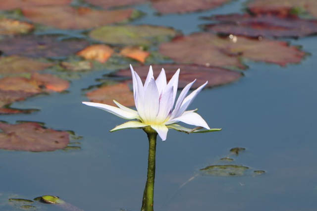 国営海の中道海浜公園 - 残暑を彩る「熱帯性スイレン」見頃