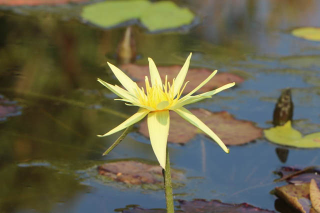 国営海の中道海浜公園 - 残暑を彩る「熱帯性スイレン」見頃