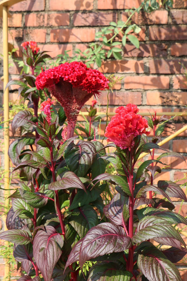 国営海の中道海浜公園 - 残暑を彩る「熱帯性スイレン」見頃