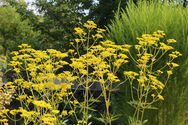 国営海の中道海浜公園 - 残暑を彩る「熱帯性スイレン」見頃