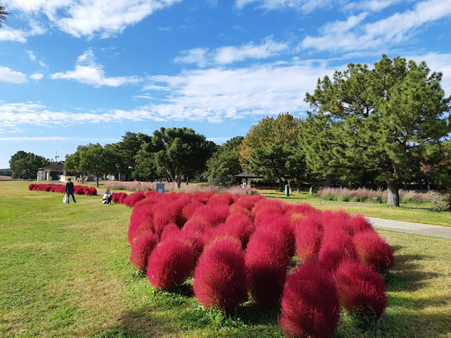 海の中道海浜公園「うみなか＊はなまつり2025」開催