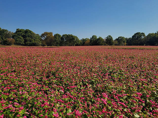 海の中道海浜公園「うみなか＊はなまつり2025」開催