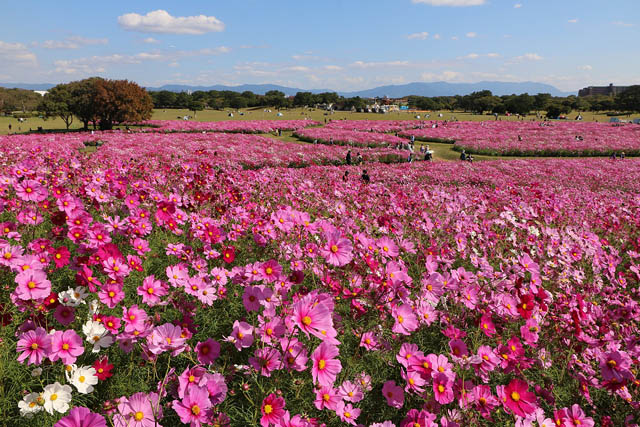 海の中道海浜公園「うみなか＊はなまつり2025」開催