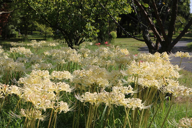 海の中道海浜公園 - 今年もうみなかに秋の訪れ「ヒガンバナ」が見頃に