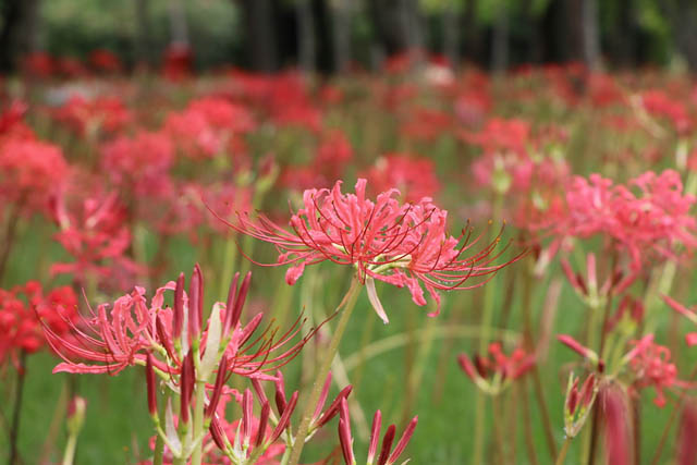 海の中道海浜公園 - 今年もうみなかに秋の訪れ「ヒガンバナ」が見頃に
