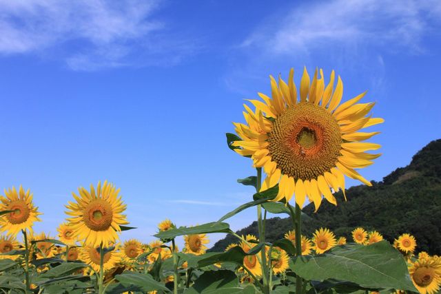 約1.6ヘクタールの畑に約16万本のひまわりが咲き誇る！原鶴「ひまわりフェア」開催！