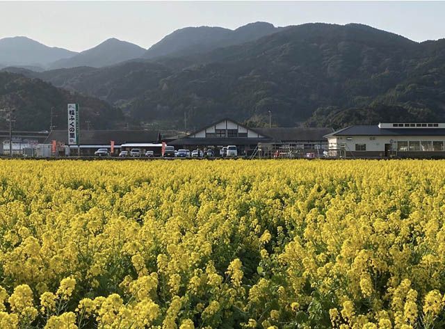 普通自動車免許で運転可能 - 電動トゥクトゥクで福岡へ続く美しい海岸線を巡るレンタカーサービス「Kari Tuku(カリトゥク)」オープン