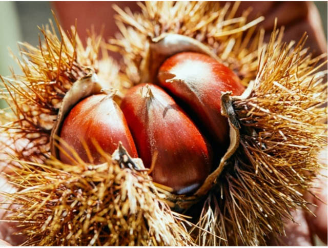 熊本をまるごと味わい尽くす食のイベントが大丸福岡天神店で開催決定