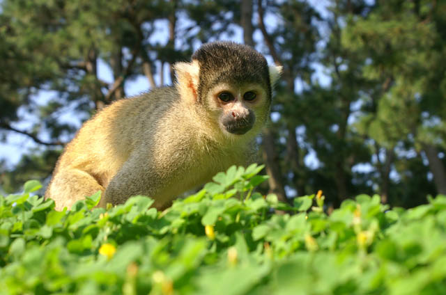 海の中道海浜公園 - リスザルビュースポット登場！休日はエサやり体験も開催