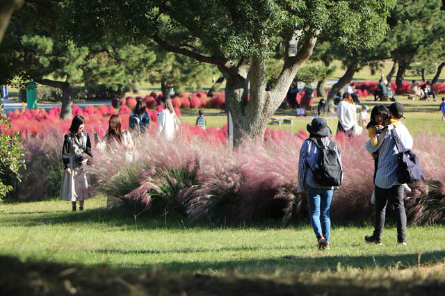 ピンクの穂が揺れる、うみなか秋の新定番 - 国営海の中道海浜公園「ミューレンベルギア・カピラリス」が見頃に