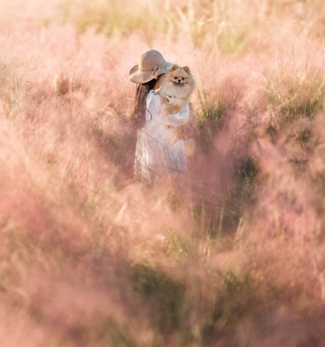 ピンクの穂が揺れる、うみなか秋の新定番 - 国営海の中道海浜公園「ミューレンベルギア・カピラリス」が見頃に