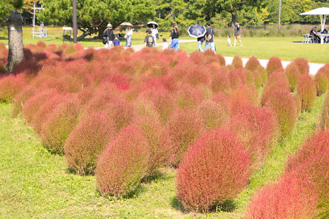 国営海の中道海浜公園「コキア紅葉」が見頃に
