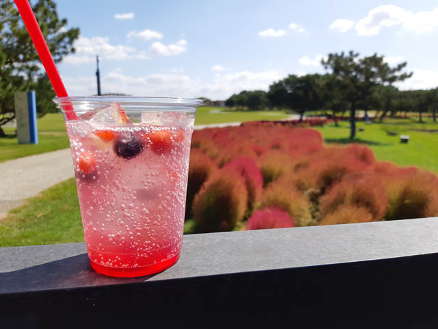 国営海の中道海浜公園「コキア紅葉」が見頃に