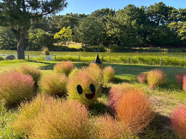 国営海の中道海浜公園「コキア紅葉」が見頃に