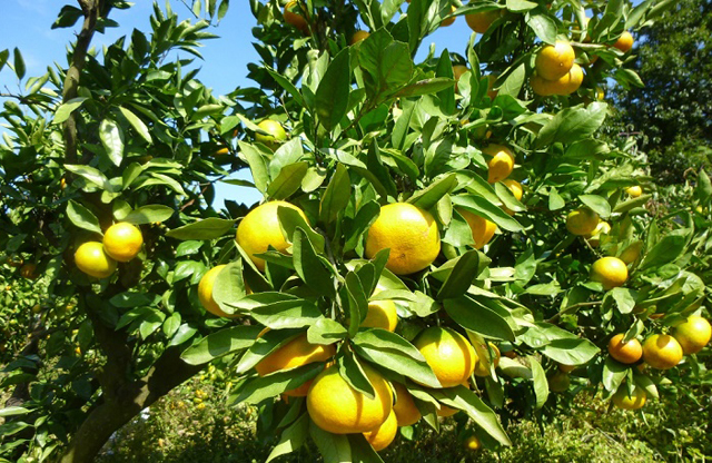 田主丸町唯一の観光みかん狩り園「吉祥園」で田主丸観光みかん狩り！