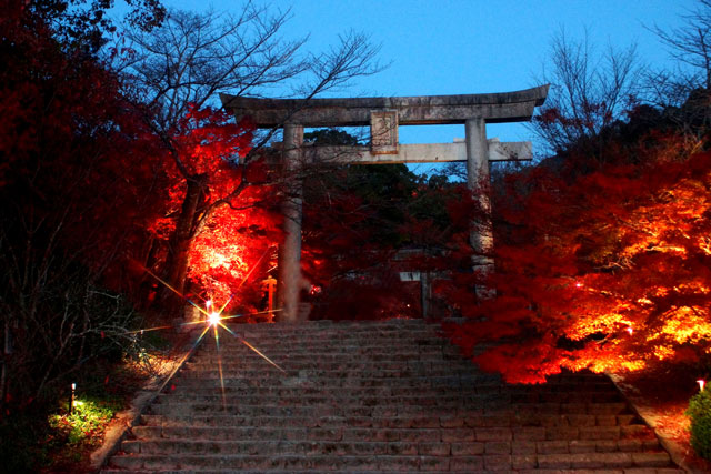 紅葉の名所として知られる竈門神社で「もみじライトアップ」開催