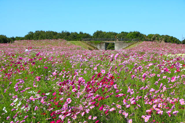 国営海の中道海浜公園「コスモスが見頃」待ちわびた秋、一面ピンクの大パノラマ