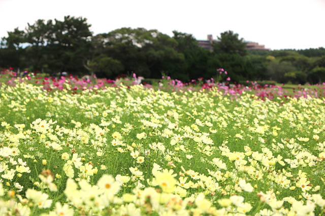 国営海の中道海浜公園「コスモスが見頃」待ちわびた秋、一面ピンクの大パノラマ