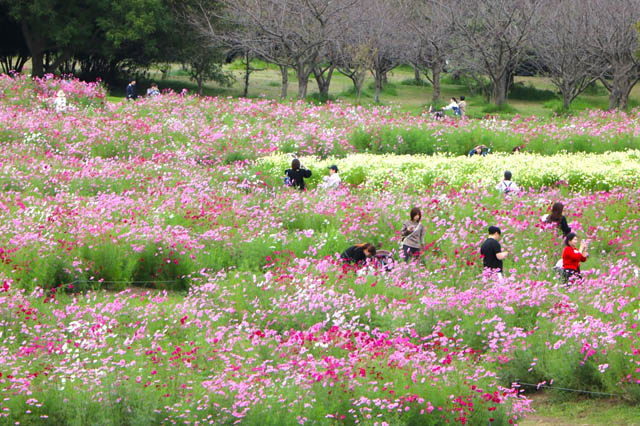 国営海の中道海浜公園「コスモスが見頃」待ちわびた秋、一面ピンクの大パノラマ