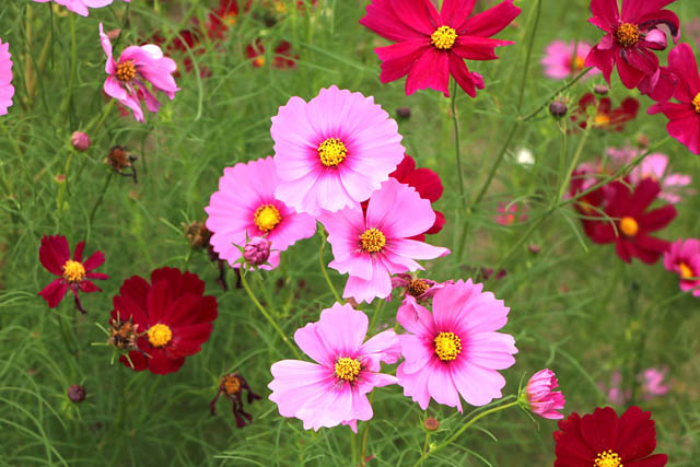 国営海の中道海浜公園「コスモスが見頃」待ちわびた秋、一面ピンクの大パノラマ