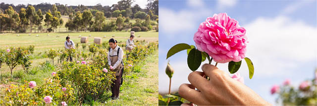 グランド ハイアット福岡×ジュリーク - ローズをテーマにした期間限定コラボレーションメニュー展開へ