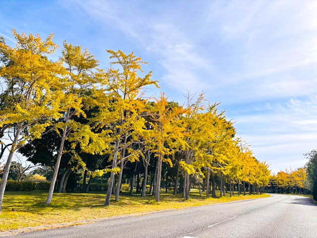 国営海の中道海浜公園「黄金色のイチョウ」が見頃に