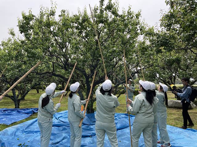 今年もカルビーと福岡農業高校が開発した受験生応援商品が新登場 - 大宰府市産100％の梅を使用「ポテトチップス合格する梅（ばい）梅ぇしそ味」発売