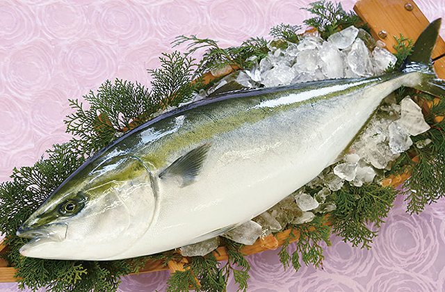 泳いでいるブリをその場で活〆販売！糸島の岐志漁港で「年末ブリ即売会」開催！