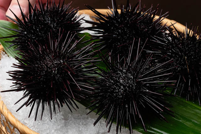 博多港から高速船で約1時間 – 離島で唯一のミシュラン5つ星旅館「壱岐リトリート海里村上 by 温故知新」紫ウニを味わい尽くす期間限定プラン販売開始