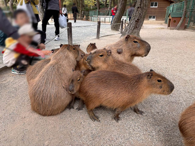 ぬくもりを求める姿にほっこり癒される - 国営海の中道海浜公園「カピバラ暖炉」開催
