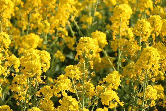国営海の中道海浜公園 - 一面黄色に染まる菜の花畑が見頃