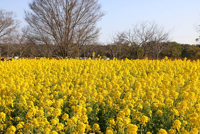 国営海の中道海浜公園 - 一面黄色に染まる菜の花畑が見頃