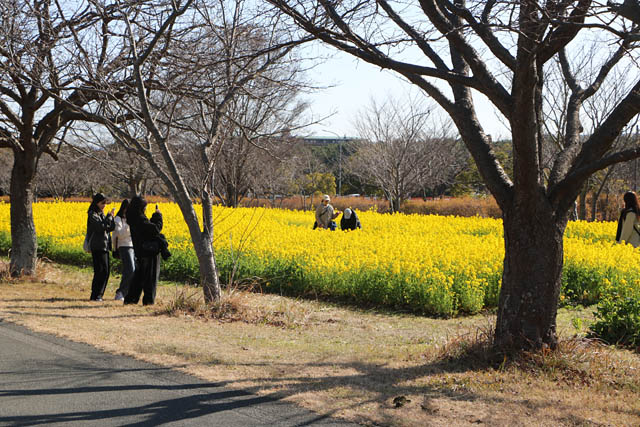 国営海の中道海浜公園 - 一面黄色に染まる菜の花畑が見頃