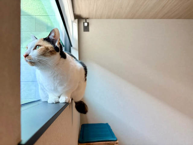 福岡市城南区に"ケージレス"猫専用ホテル誕生 - 個室滞在＆シッター選択も可能に