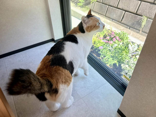 福岡市城南区に"ケージレス"猫専用ホテル誕生 - 個室滞在＆シッター選択も可能に