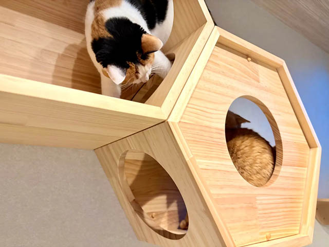 福岡市城南区に"ケージレス"猫専用ホテル誕生 - 個室滞在＆シッター選択も可能に